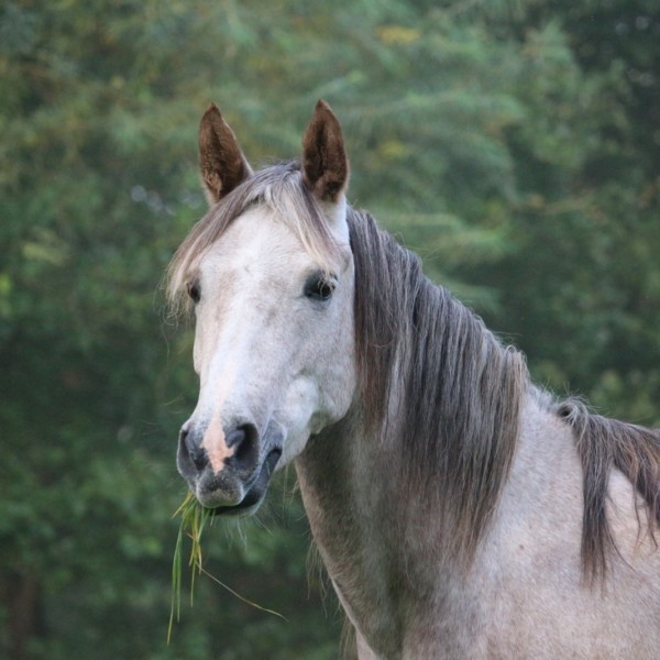 Agricampeggio Airone | Levico Terme - Trentino - ALLEVAMENTO-CAVALLO-ARABO