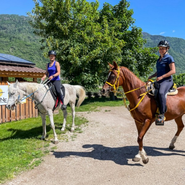 Agricampeggio Airone | Levico Terme - Trentino - ALLEVAMENTO-CAVALLO-ARABO