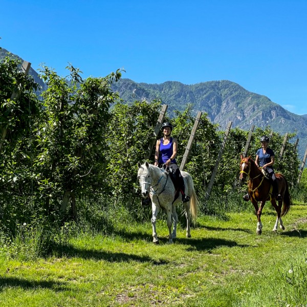 Agricampeggio Airone | Levico Terme - Trentino - ALLEVAMENTO-CAVALLO-ARABO