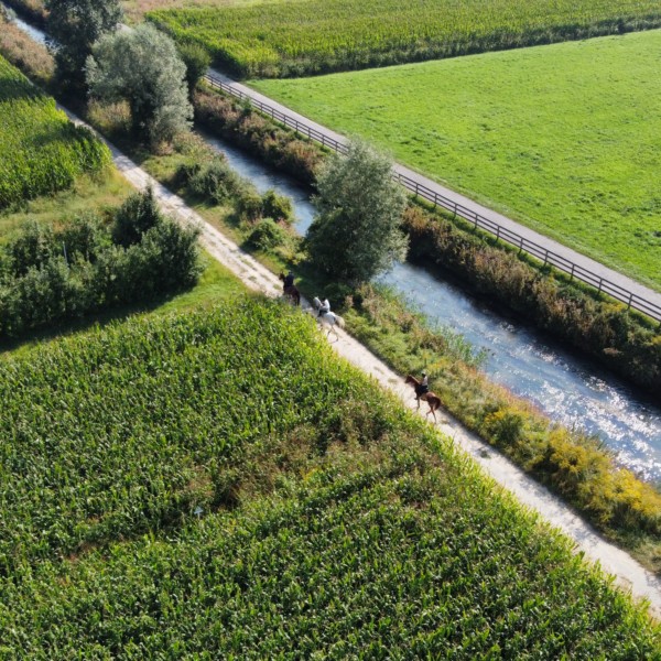 Agricampeggio Airone | Levico Terme - Trentino - ALLEVAMENTO-CAVALLO-ARABO