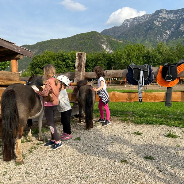 Agricampeggio Airone | Levico Terme - Trentino - GALLINE-PICCOLI-FRUTTI