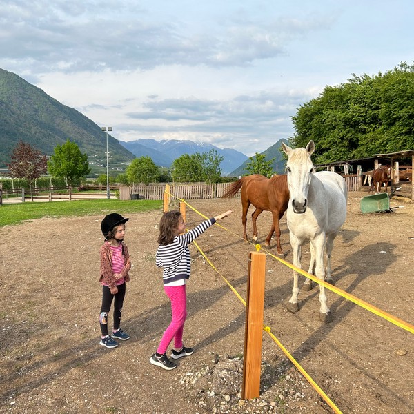 Agricampeggio Airone | Levico Terme - Trentino - GALLINE-PICCOLI-FRUTTI